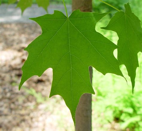 Acer Saccharum Sugar Maple Go Botany