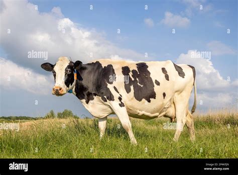 One Cow In A Field Black And White Standing Milk Cattle A Blue Sky