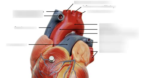 Vascular Heart Diagram Quizlet