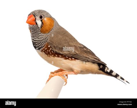 Zebra Finch Taeniopygia Guttata Against White Background Stock Photo