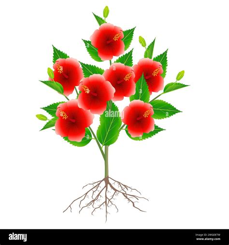 Chinese Rose Plant With Roots Isolated On White Background Stock Vector