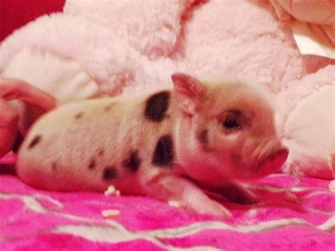 Baby Pink Pigs