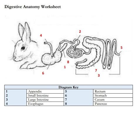 PRINTABLE Rabbit Digestive Anatomy Worksheet and Practice Pages ...