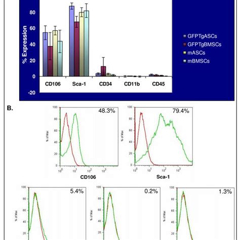 Immunophenotypic Profile Of MMSCs And GFPTgMSCs A Stem Cells P10 Or