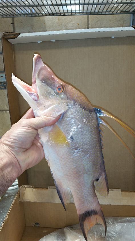 Fresh From The Source — Dirk's Fish