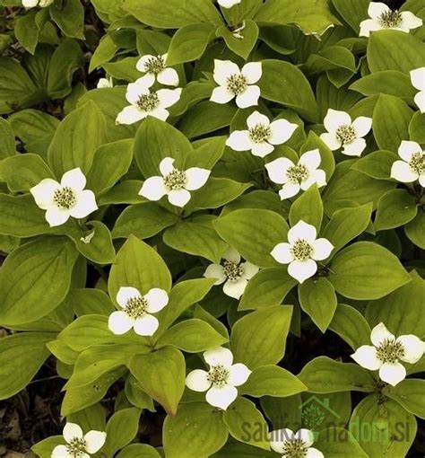 Kanadski Dren Cornus Canadensis Sadika Na Dom