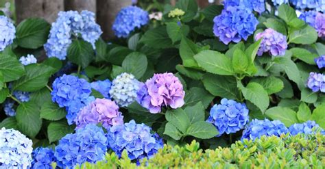 8 Magical Secrets To Unlock Your Hydrangeas' Hidden Palette
