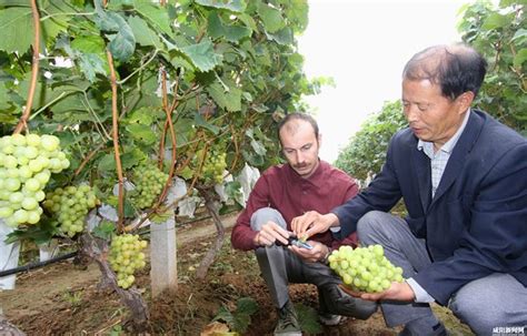 泾阳县兴隆镇发展酿酒葡萄种植8000余亩