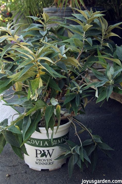 Pruning Butterfly Bush (Buddleia Davidii)