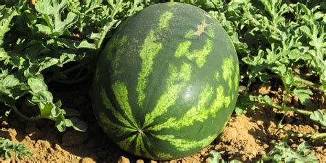 Trucos para saber cuando una sandia está madura EcoHuerta los Tamayos