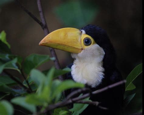 A smiling baby toucan loving life [x-post r/parrots] : r/toucans