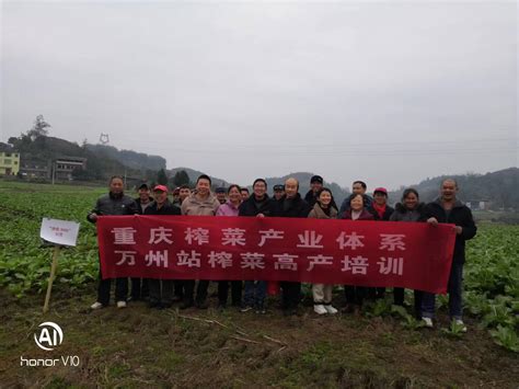 榨菜生产季 技术送进村 重庆三峡农业科学院