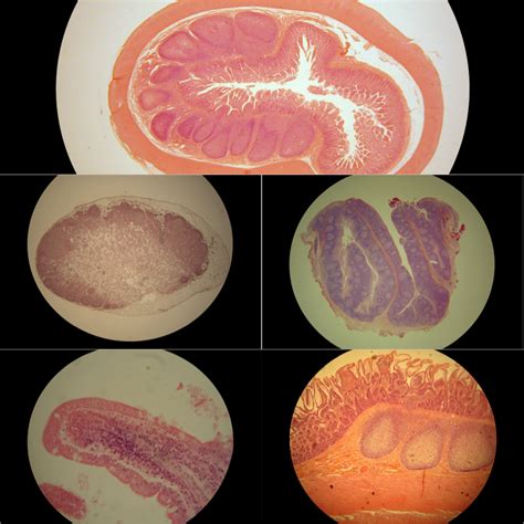 A P Ii Lab Midterm Histology Diagrams Diagram Quizlet