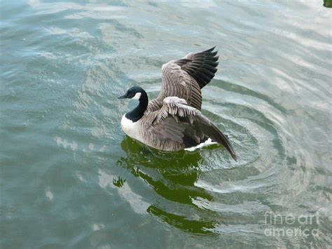 Up Up And Away Photograph By Emmy Vickers Fine Art America