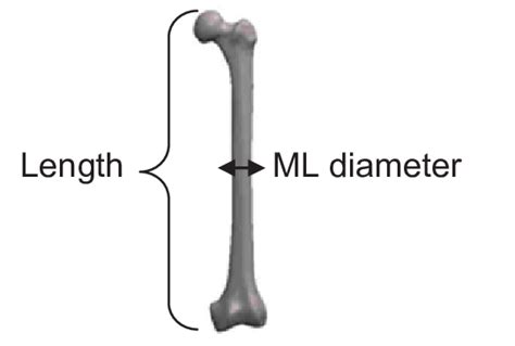 3 Femur Measurements A Ml Dimension B Ap Dimension Download