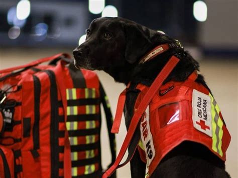 Photos of Turkey Earthquake: Mexico Sends Famous Search and Rescue Dogs ...