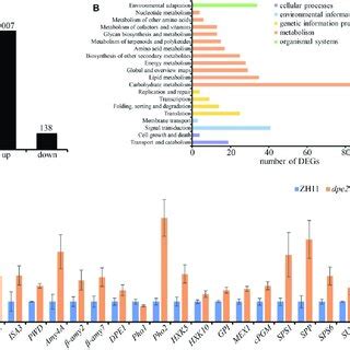 Transcriptome Sequencing In The Dpe Mature Anther A Upregulated And