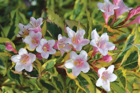 Weigela Plant Care Details And Pronunciation Heydens Gardens