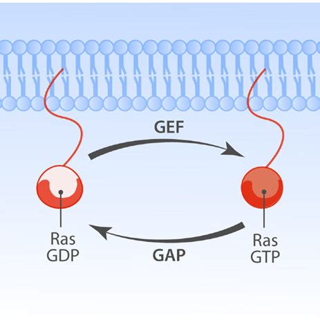 Activation Of Rasgrp A Depiction Of Rasgrp With Its Protein Domains