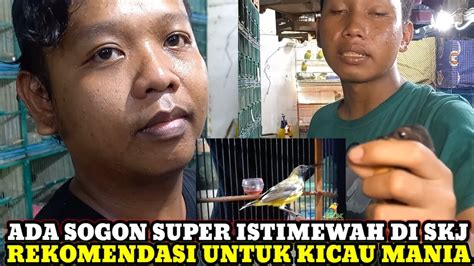 Kios Skj Rekomendasi Untuk Kicau Mania Cek Harga Burung Di Pasar