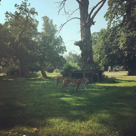 Woburn Safari Park - 2020 All You Need to Know BEFORE You Go (with ...