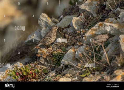 Rock pipit, Anthus petrosus, in breeding season, Dorset coast Stock ...