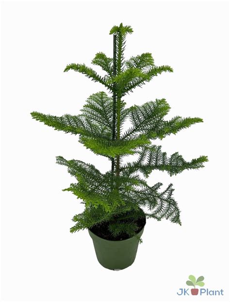 Araucaria Heterophylla Plant Wholesale Floraccess