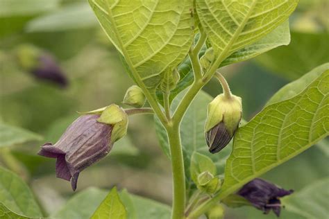 Deadly Nightshade Poisoning in Horses - Symptoms, Causes, Diagnosis ...