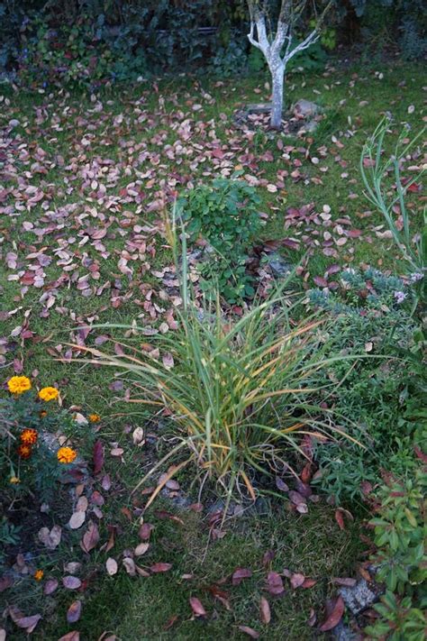 Miscanthus Sinensis Strictus Grows In The Garden In October Berlin