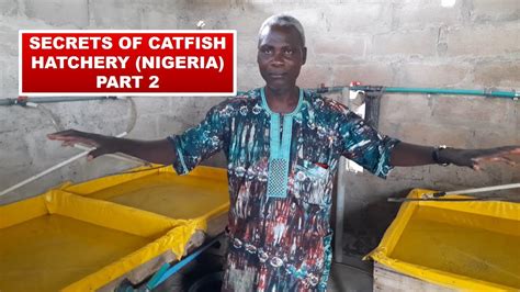 The Secrets Of Catfish Hatchery Business In Nigeria Part 2 YouTube