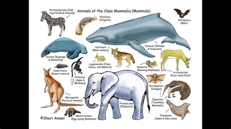 Mammalia classification and characters - YouTube