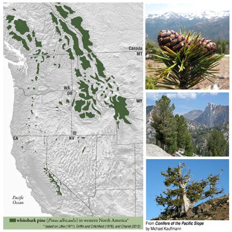 Whitebark pine – Whitebark Pine Ecosystem Foundation