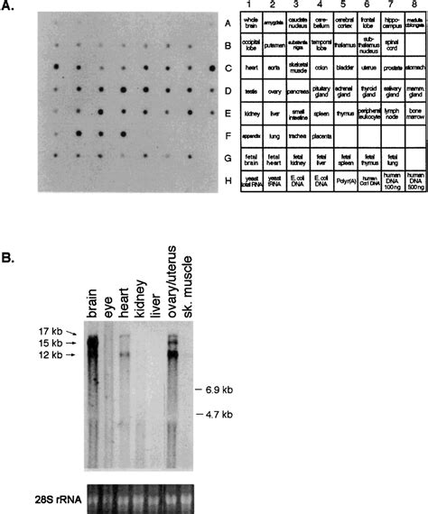 Expression Of Macf1 A Human Rna Dot Blot Analysis Clontech Human