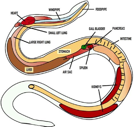 Evolution From Lizards To Snakes Newtons Uk