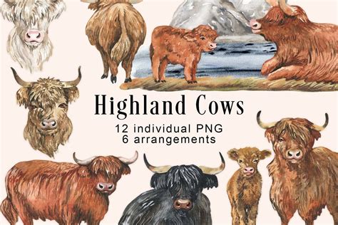 Watercolor Highland Cows Clipart Graphic By JulaZnamCreative Creative