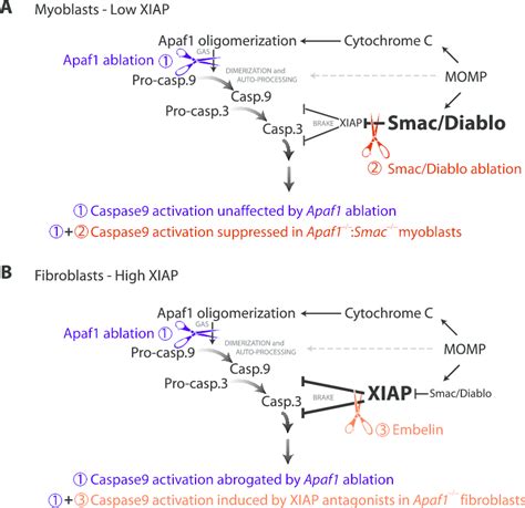 Models For The Proposed Effects Of Xiap On Apaf 1 Dependent And