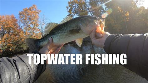 Topwater Fall Bass Fishing Lake Anna Youtube