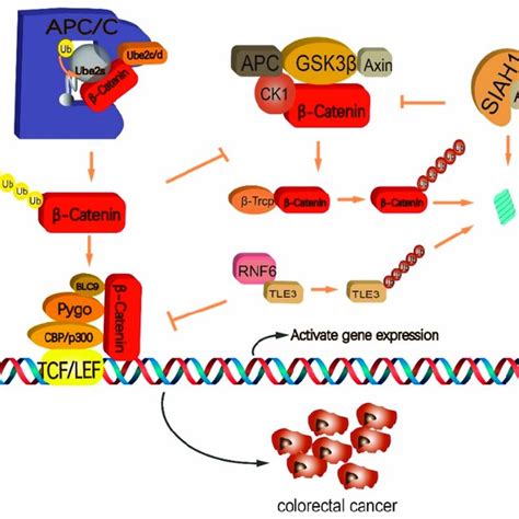 (PDF) The Role of Ubiquitination in Regulating Embryonic Stem Cell ...