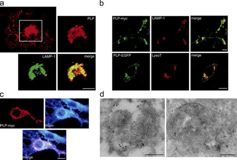 PLP Localizes To LEs Ls Of Immature Oligodendrocytes A Confocal