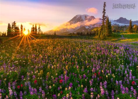 Mount Rainier Wildflowers Photograph Mount Rainier Wildflowers On