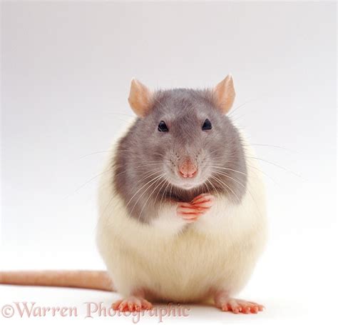 Grey Hooded Rat Photo Wp06694