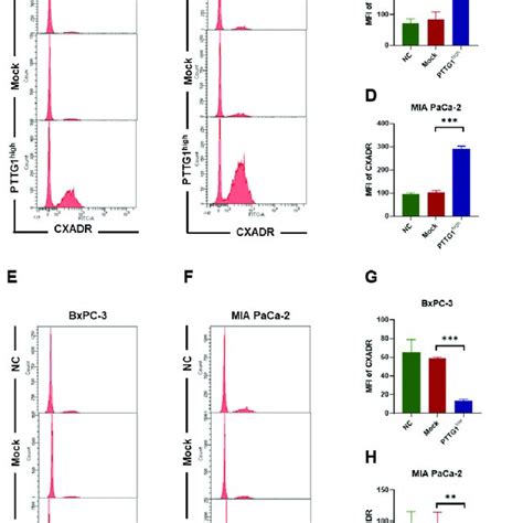 Enhancement Of Oad5 Entry Into Pancreatic Cancer Cells By Pttg1 Was