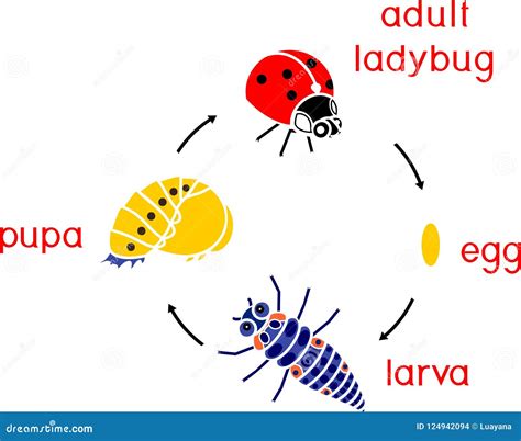 Stages Of Insect Life Cycle