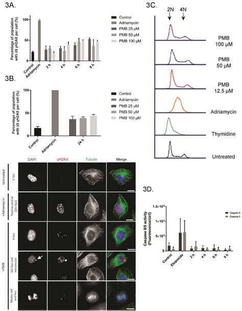 H Ax Foci Notably Increased In Cell Culture After Pmb Treatment A