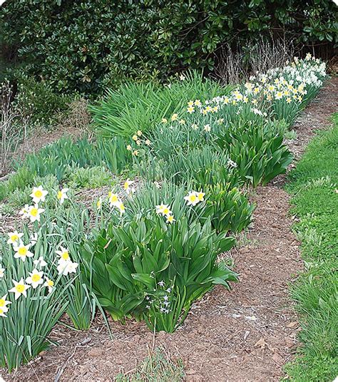 Jonquils and Daffodils - Sweet Pea