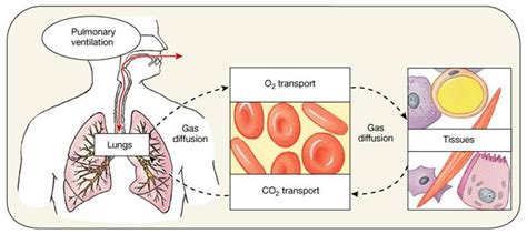 Physiology Review Understanding Respiration