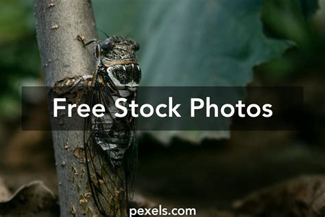 Better Fly Photos, Download The BEST Free Better Fly Stock Photos & HD ...