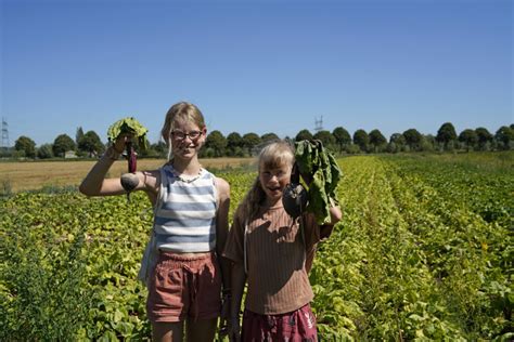 Vlasteelt Van Bloem Tot Vlasvezel Buijtenland Van Rhoon