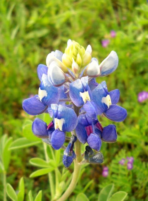 Blooming Marvelous Wildflowers at White Rock Lake