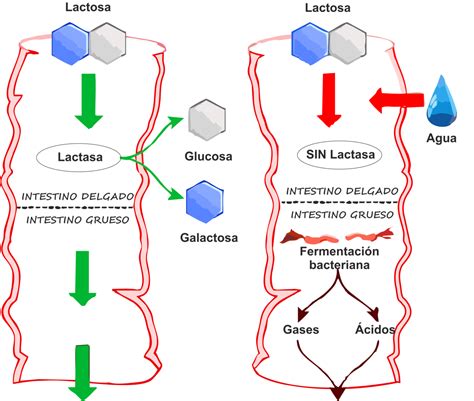 Qu Es Realmente La Intolerancia A La Lactosa Biolan Health